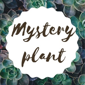 Mystery Plant