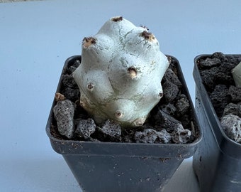 Tephrocactus articulatus var. calvus
