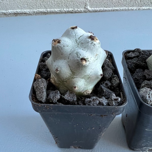 Tephrocactus articulatus var. calvus