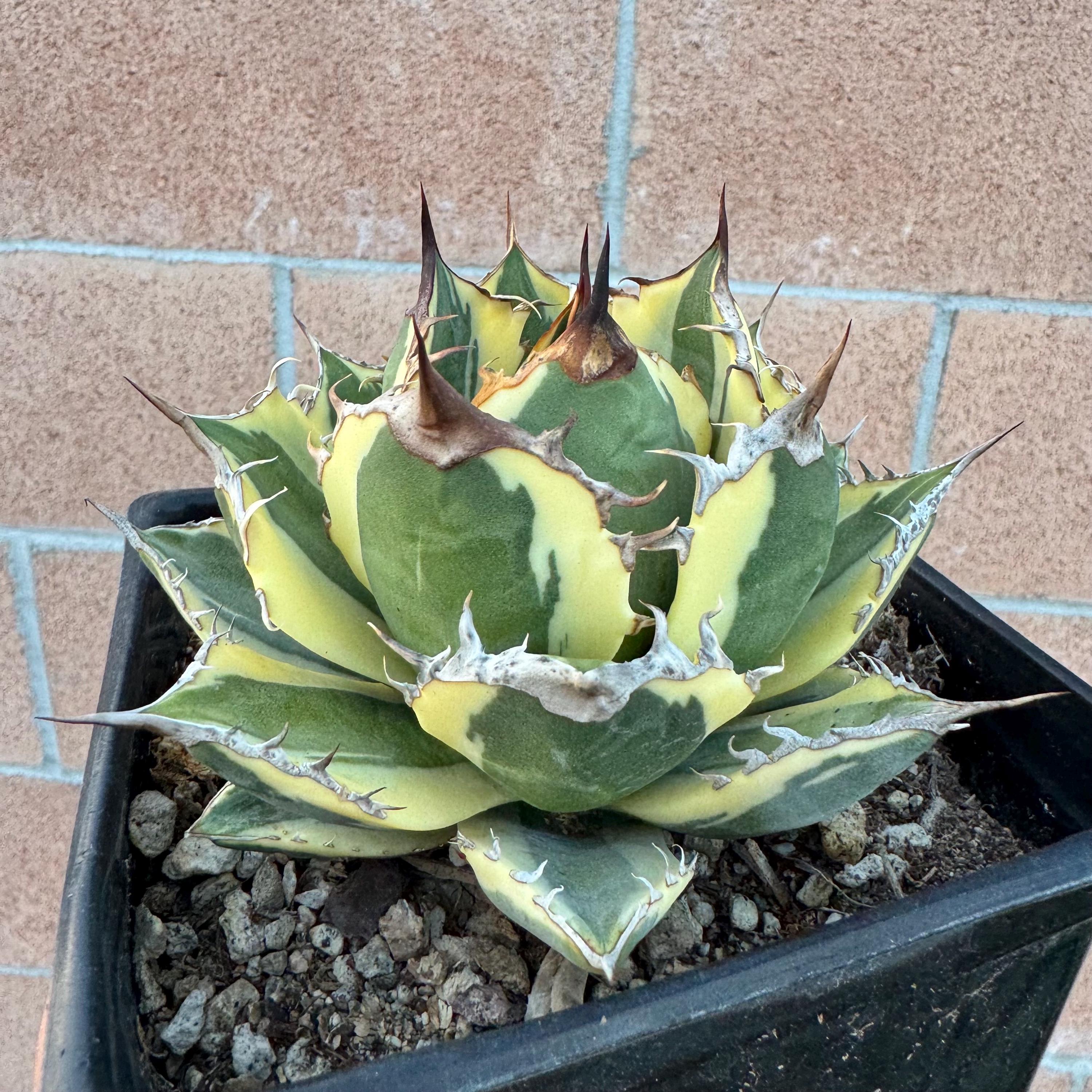 Agave Titanota 'snaggle Tooth' Variegated Rare (EXACT ONE Agave Titanota 'snaggle Tooth' Variegated Rare (EXACT ONE