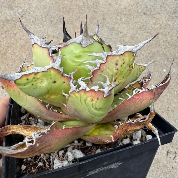 Agave Oteroi/titanota 'FO-076' (EXACT ONE) - Etsy Agave Oteroi/titanota 'FO-076' (EXACT ONE) - Etsy