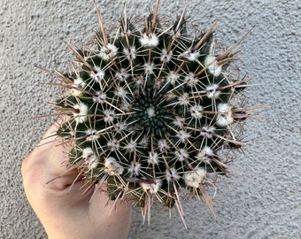 Notocactus submammulosus