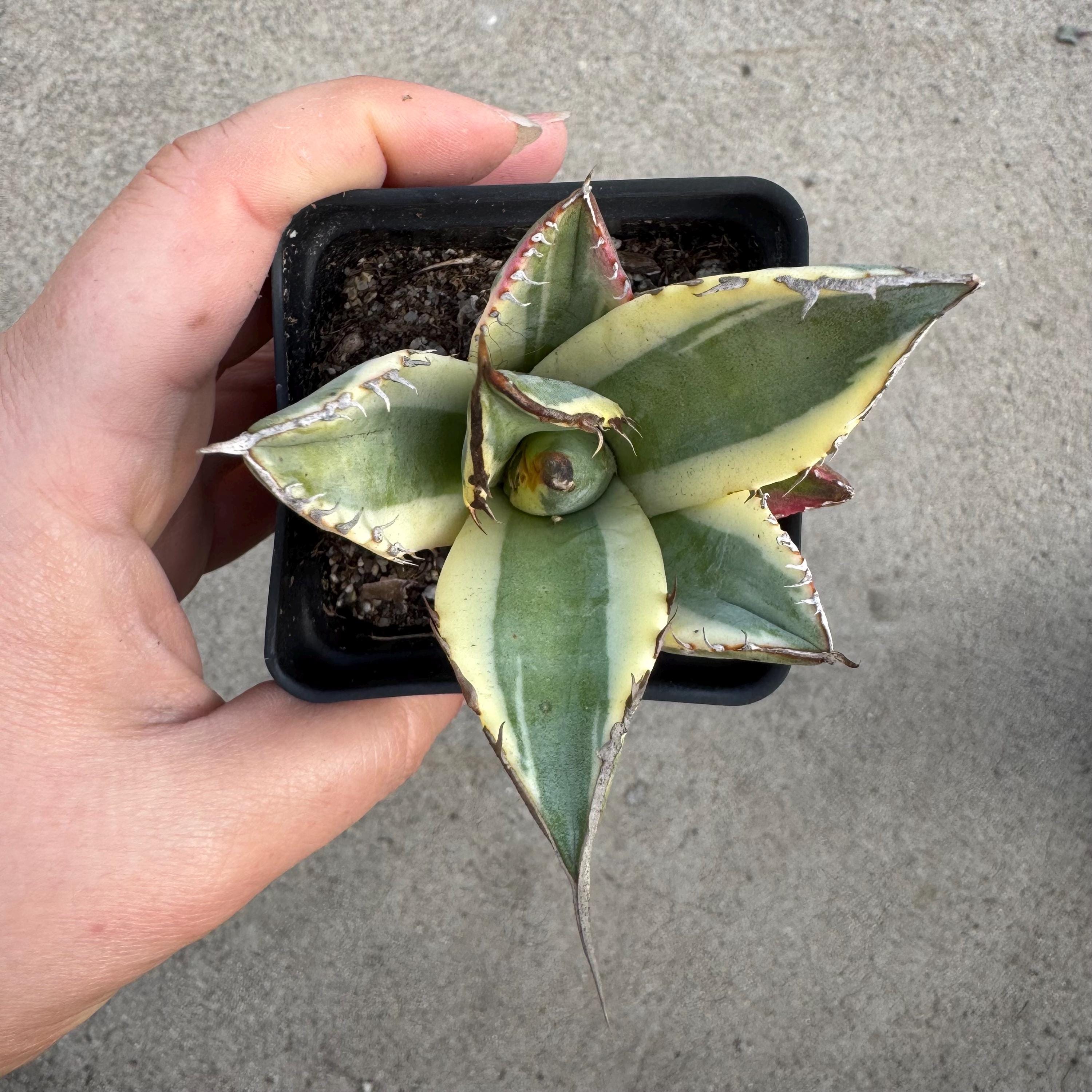 Agave Oteroi - Etsy Agave Oteroi - Etsy