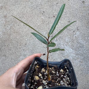Brachychiton rupestris / Queensland Bottle Tree (EXACT ONE)