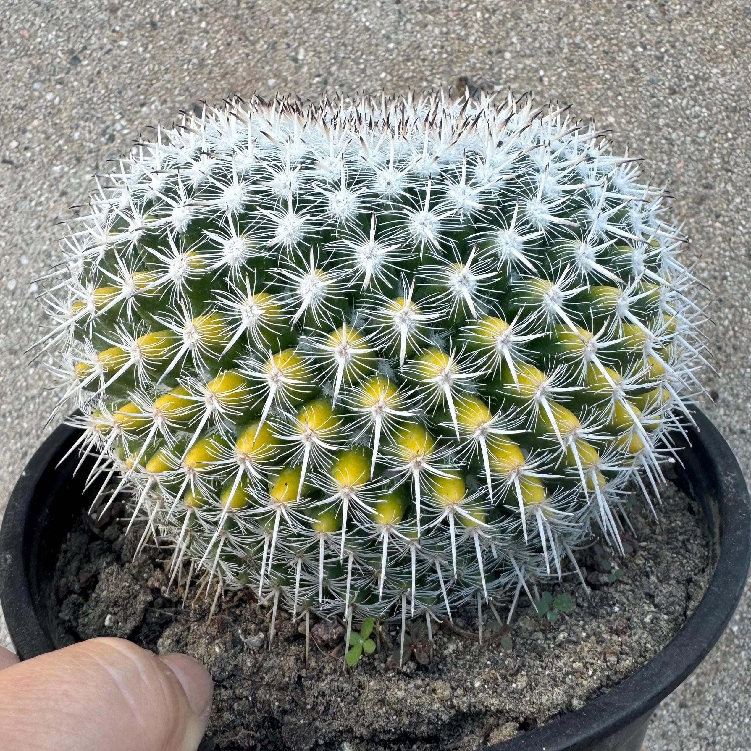 Agave Oteroi - Etsy Agave Oteroi - Etsy