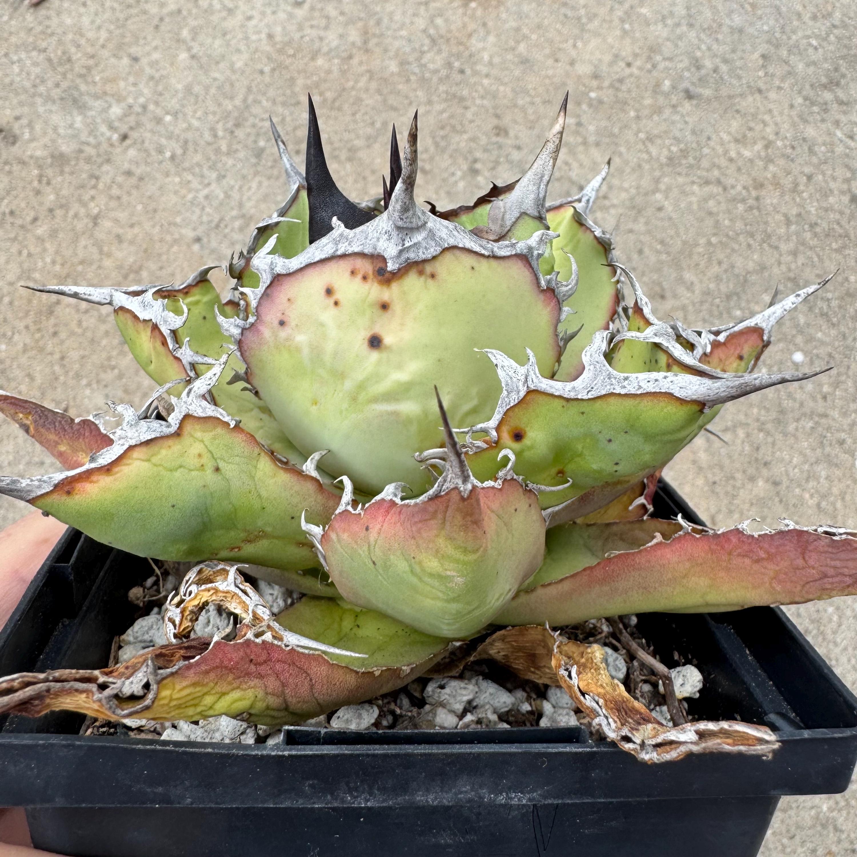 超優秀株 Agave titanta FO-76 Compact低重心 【公式通販】