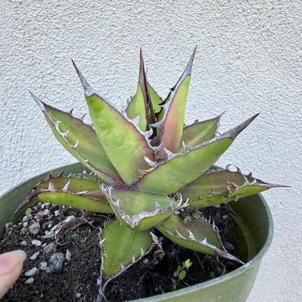 Agave oteroi seed grown (EXACT ONE)