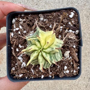 Euphorbia meloformis variegated (EXACT ONE)