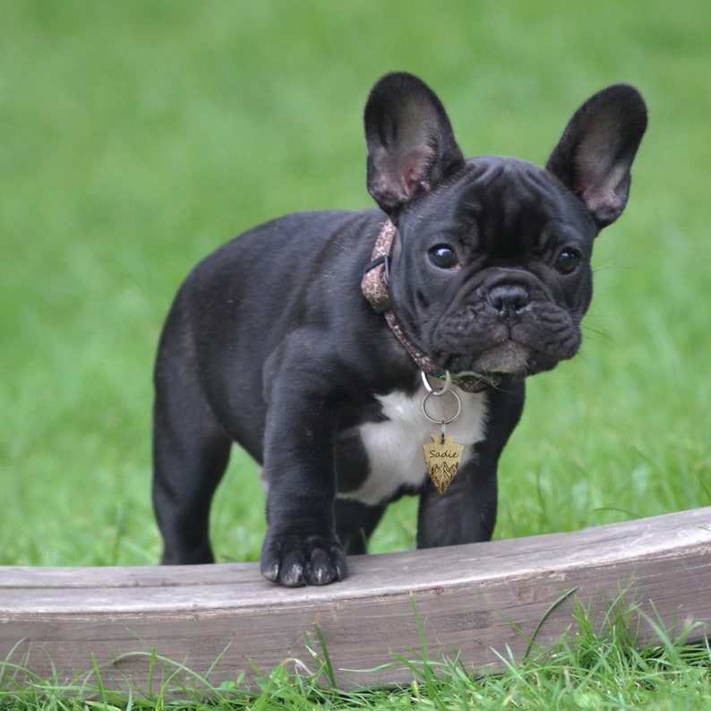 以下が含まれることがあります： 黒と白のフレンチブルドッグの仔犬が、茶色と黒の模様の首輪に「Sadie」と書かれた金のネームタグをつけています。