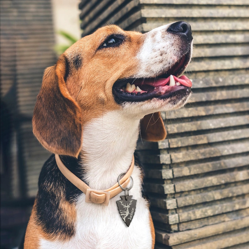 K&ouml;nnte beinhalten: Ein brauner und wei&szlig;er Beagle-Hund tr&auml;gt ein hellbraunes Lederhalsband mit einem personalisierten pfeilf&ouml;rmigen Anh&auml;nger, auf dem "Jackson" steht.