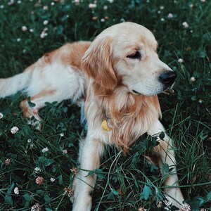 K&ouml;nnte beinhalten: Ein Golden Retriever liegt in einem Feld mit gr&uuml;nem Gras und wei&szlig;en Blumen. Der Hund tr&auml;gt ein gelbes Halsband mit einem Halbmond-Anh&auml;nger.