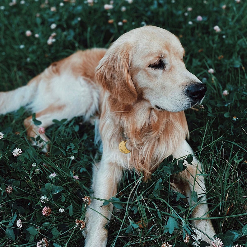 K&ouml;nnte beinhalten: Ein Golden Retriever liegt in einem Feld mit gr&uuml;nem Gras und wei&szlig;en Blumen. Der Hund tr&auml;gt ein gelbes Halsband mit einem Halbmond-Anh&auml;nger.