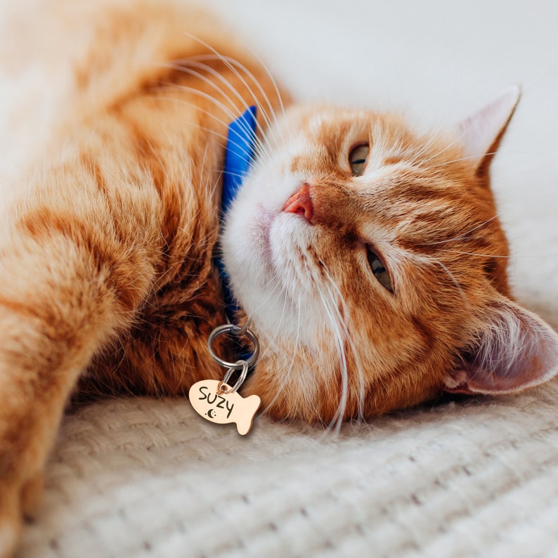 May include: A ginger cat with white markings wearing a blue collar and a fish-shaped tag that reads "Suzy C."