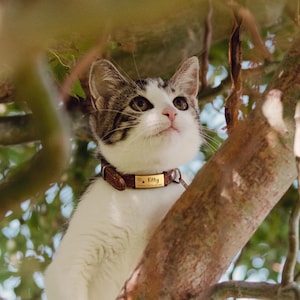 May include: A white and brown tabby cat wearing a brown leather collar with a gold-toned metal nameplate. The nameplate is engraved with the name Kitty and a small star icon, along with additional text that is partially visible on the tag.