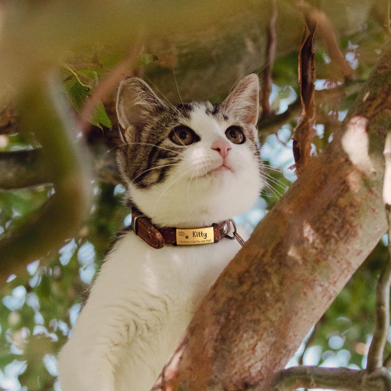 May include: A white and brown tabby cat wearing a brown leather collar with a gold-toned metal nameplate. The nameplate is engraved with the name Kitty and a small star icon, along with additional text that is partially visible on the tag.