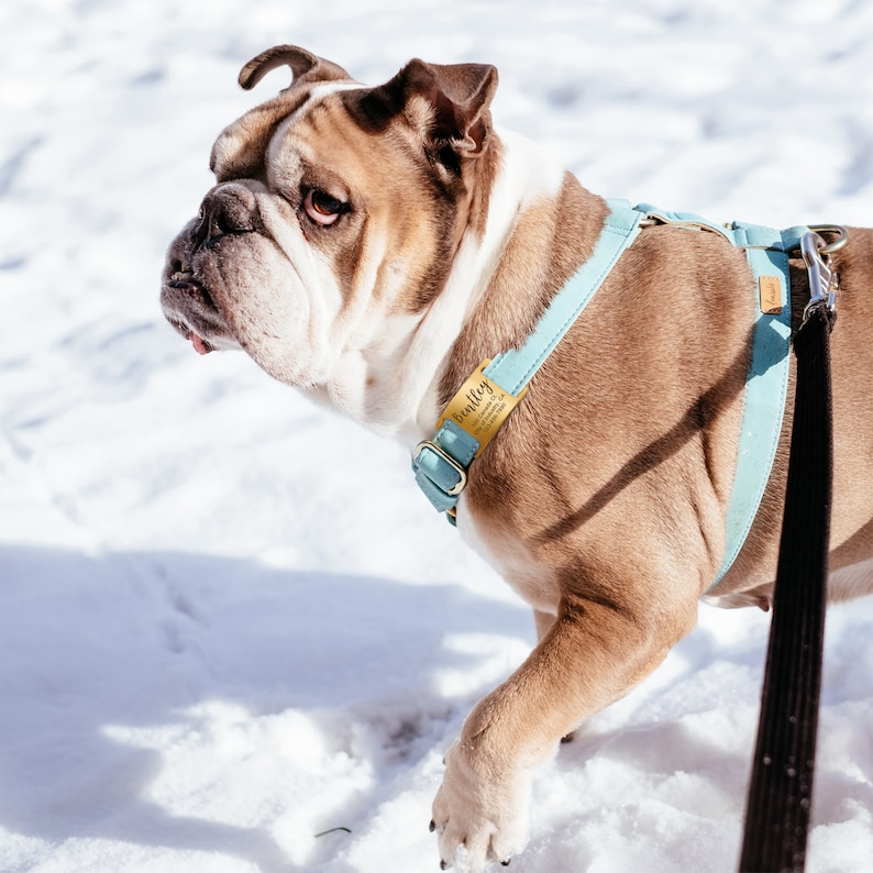 May include: A brown and white bulldog wearing a light blue dog harness with a gold name tag that reads "Bully" in cursive. The dog is standing in the snow.