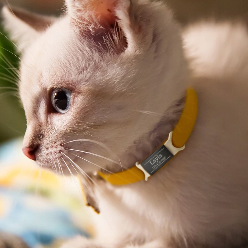 May include: A white cat with blue eyes wearing a yellow collar with a name tag that reads "Layla".