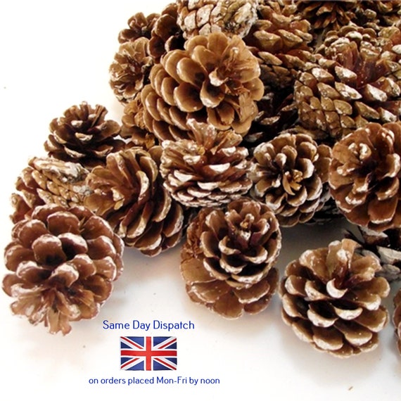 Are Scented Pine Cones Bad For Dogs