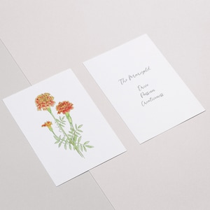 Octubre Nacimiento Flor Marigold Art Print - Arte botánico - Estampado floral - Regalo personal - Print at home - Arte mural o tarjeta de felicitación
