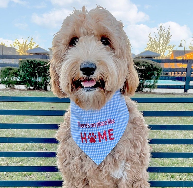May include: A light brown dog wearing a blue and white checkered bandana. The bandana has the text "There's no place like HOME" in red. The dog is sitting outside on a bench.