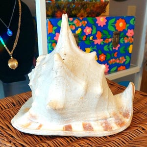 Pode incluir: Concha grande, esbranquiçada, com uma espiral proeminente e superfície texturizada. A concha tem detalhes listrados marrons e brancos na borda. Descansa sobre uma superfície de vime tecido, sugerindo um tema costeiro ou náutico.