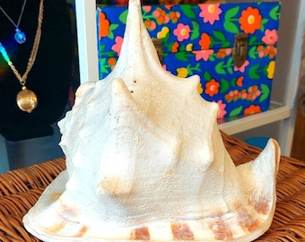 Elegante Große Gehörnte Königin Helm Muschel Muschel Haus Akzent Muschel-Cassis Cornut