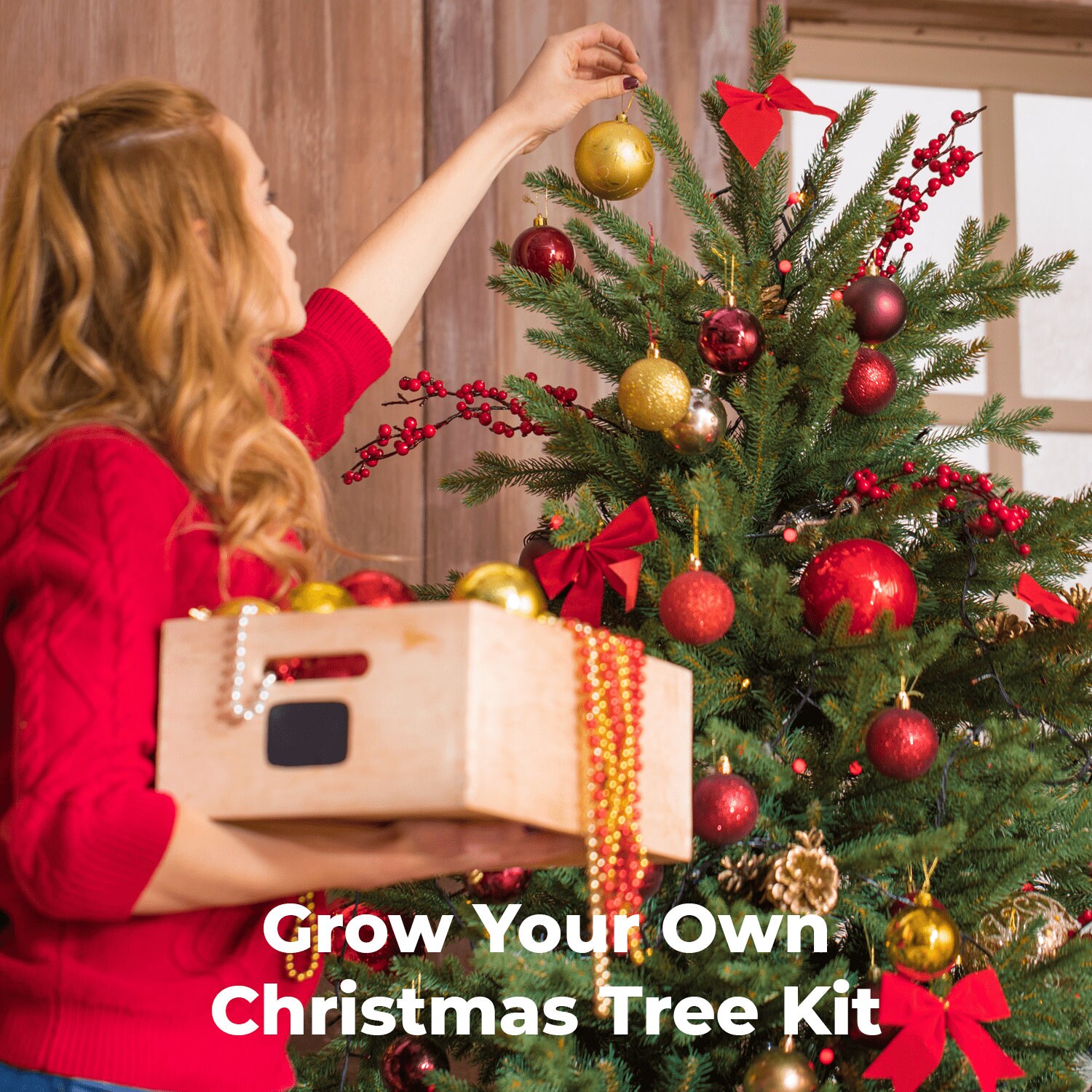 Grow Your Own Christmas Tree Kit Beginner Friendly Etsy