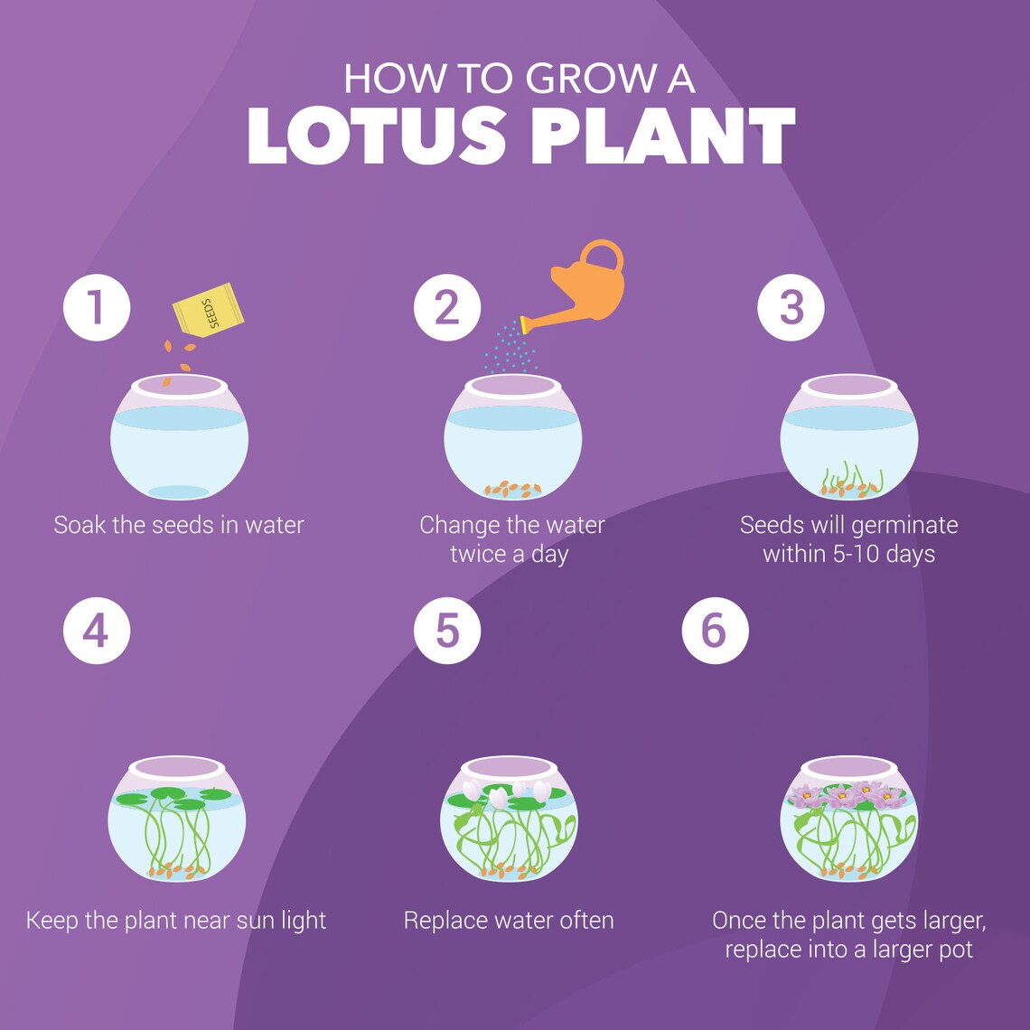 Grow Your Own Lotus Flower Kit Easily Grow Your Own Lotus Etsy