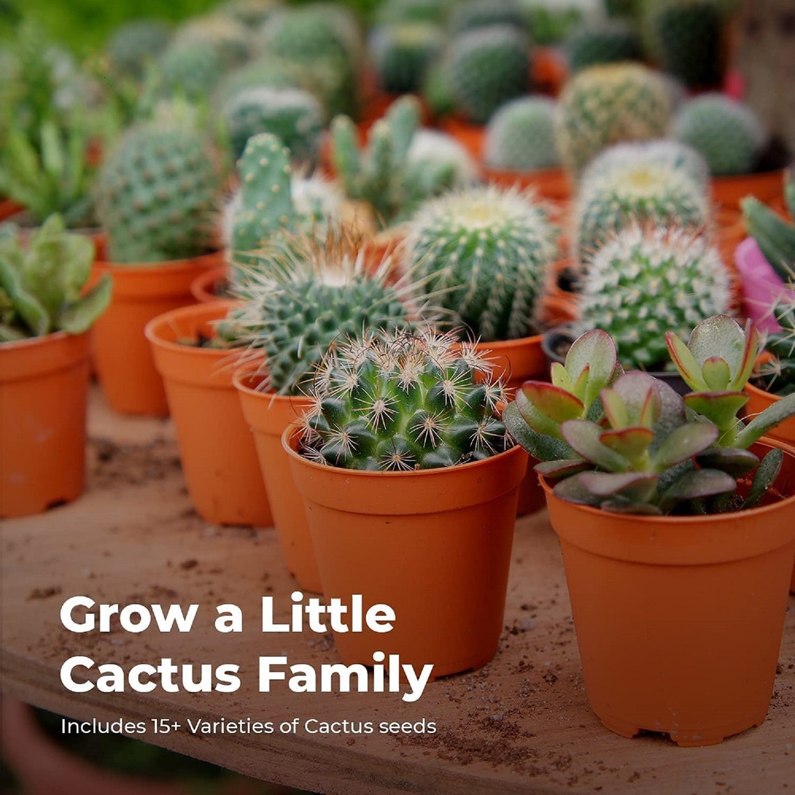 Cactus Kit Grow Your Own Cactus Seeds Starter Kit Easily Etsy UK
