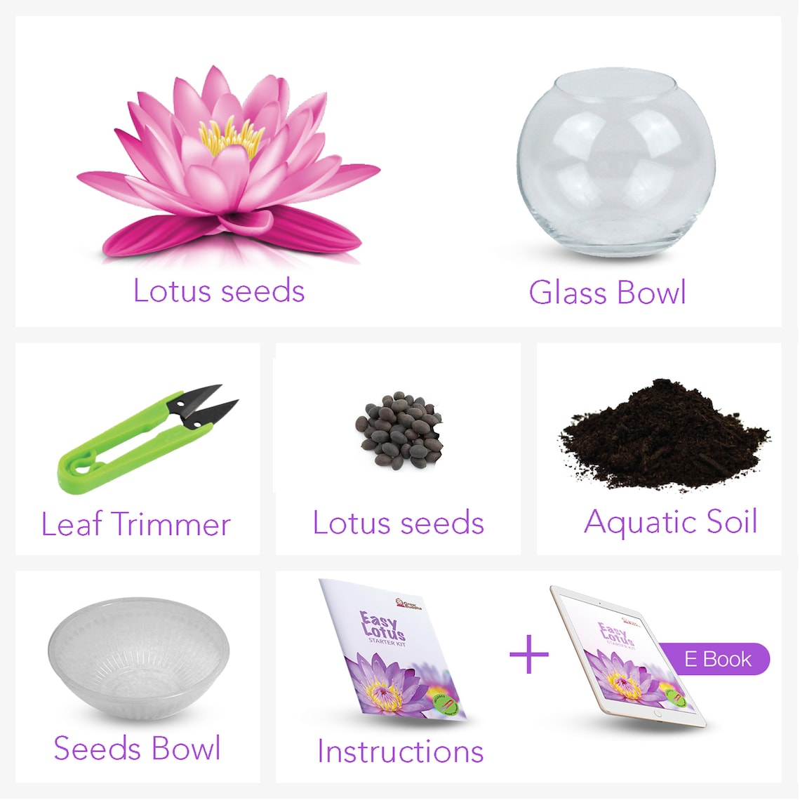 Grow Your Own Lotus Flower Kit Easily Grow Your Own Lotus Etsy