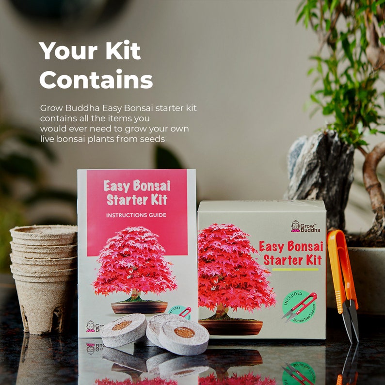 GROWING KIT BONSAI Kit Bonsai Seeds Grow 4 Types of Bonsai Etsy UK
