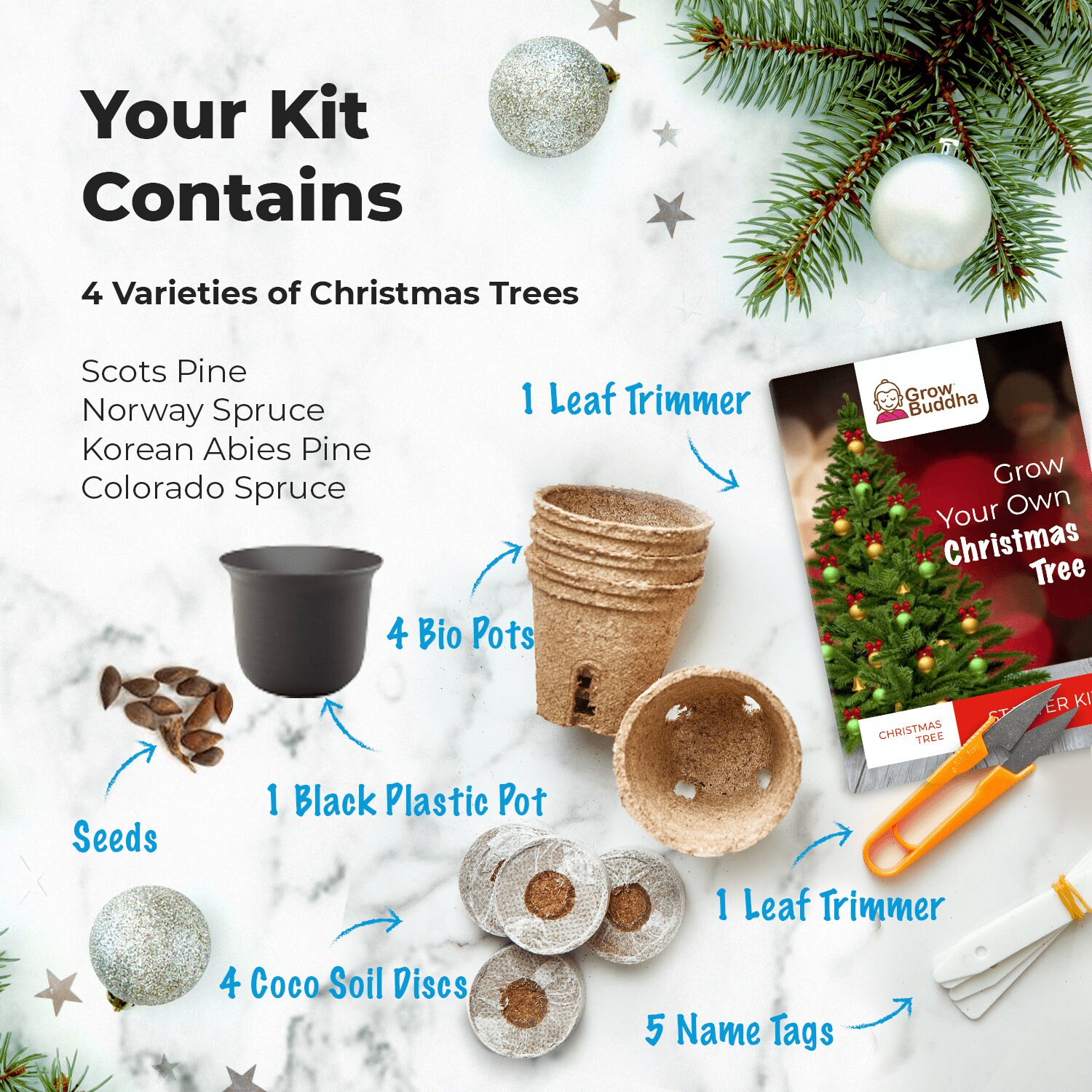 Grow Your Own Christmas Tree Kit Beginner Friendly Etsy
