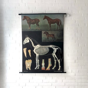 Grafico da parete vecchia scuola "Cavallo", 1972, grafico scolastico vintage, grafico didattico, grafico da parete, grafico a rotolo