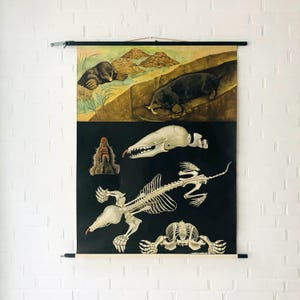 Grafico a muro della vecchia scuola "Talpa", grafico scolastico vintage, grafico didattico Hagemann, grafico a muro degli anni '70, grafico a rotolo Talpa