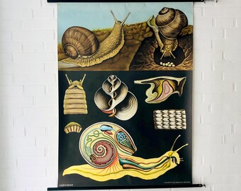 Old school wall chart "Snail", vintage school chart, Hagemann teaching chart, 70s wall chart, snail roll chart