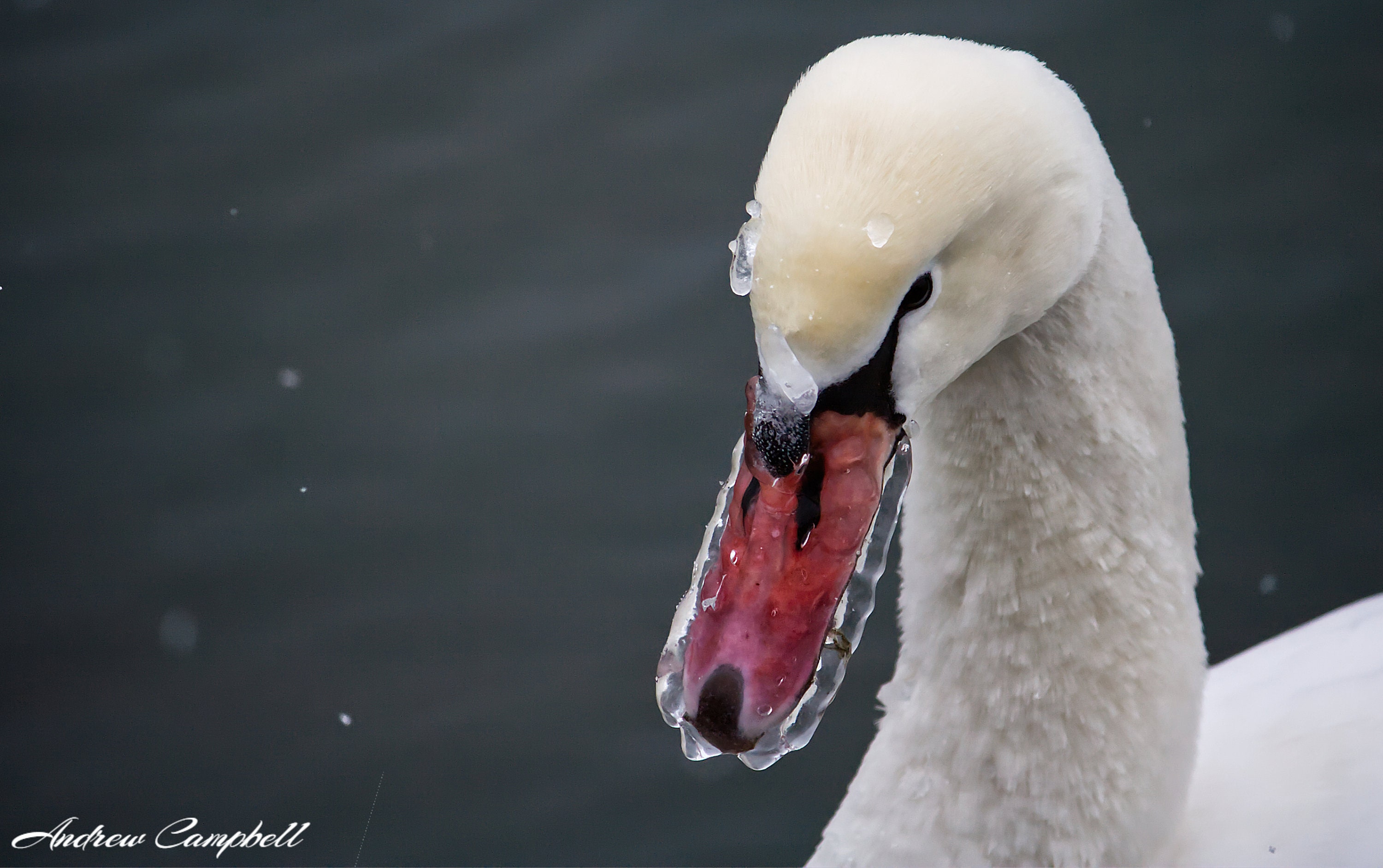 Mute Swan with Frozen Beak Bird WildlifeDigital Photo Etsy