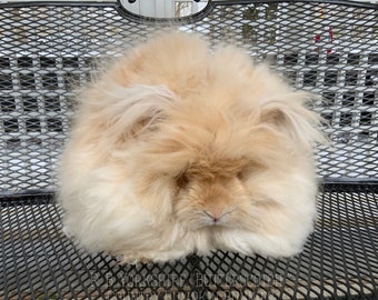 100% English Angora Raw Fiber (fawn)