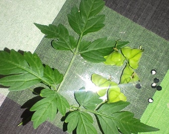 Balloon Vine Seeds Etsy