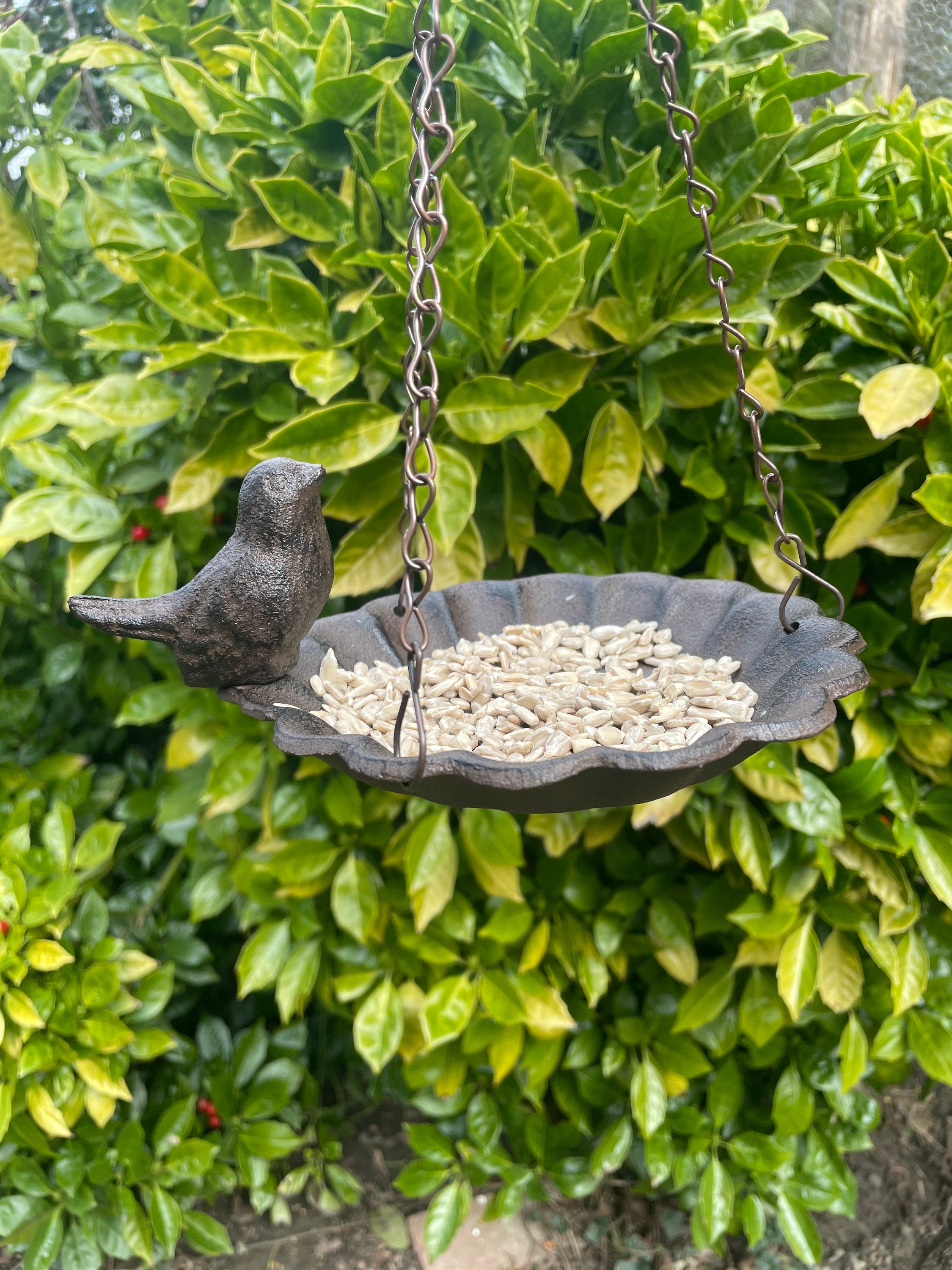 Hanging Bird Bath or Feeder with 1kg Seed Mix Etsy