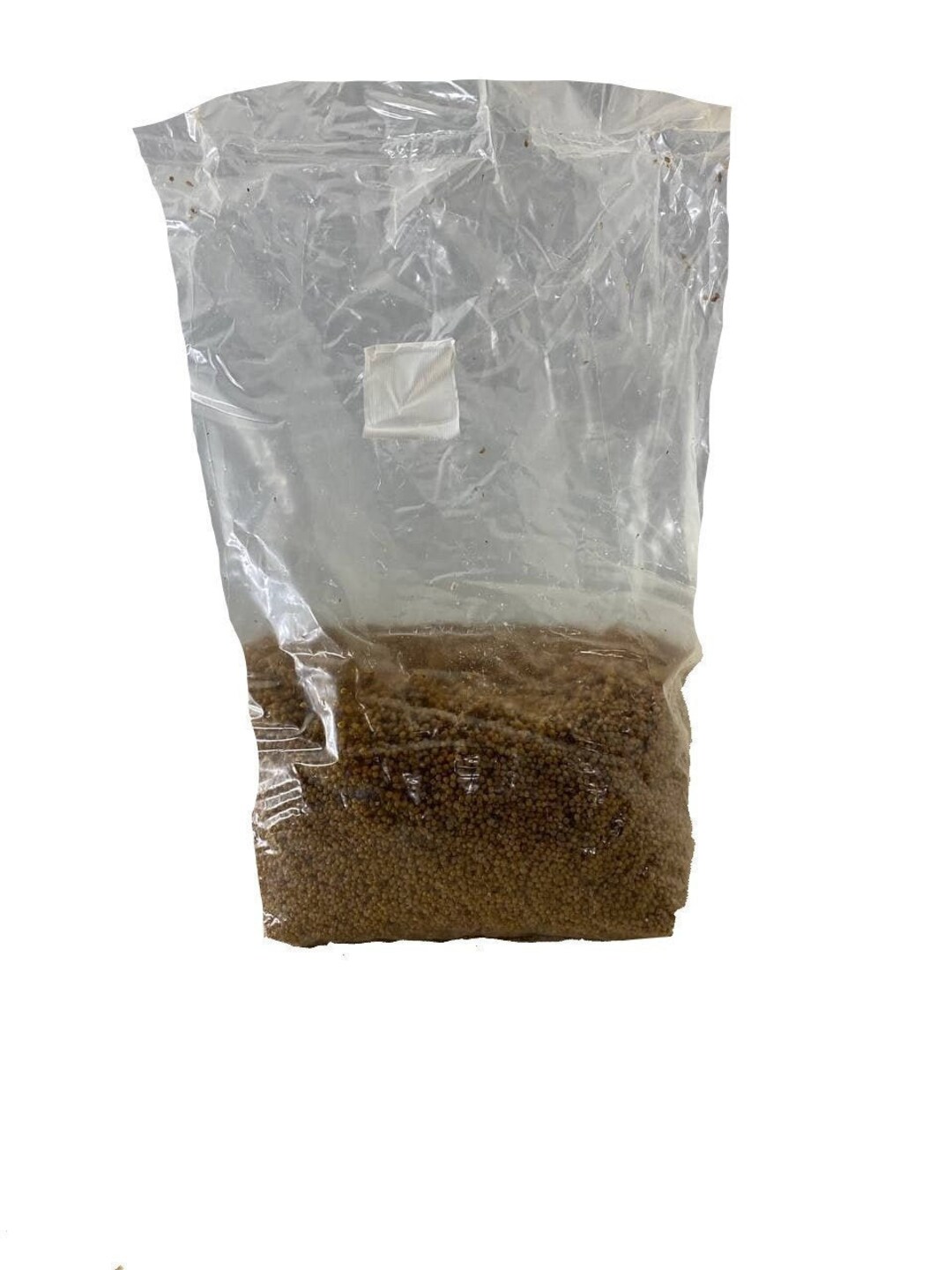 White Millet Grain Spawn 5LB Block Etsy