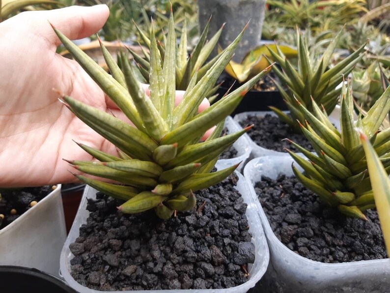 Sansevieria Francisii Variegated Etsy Canada