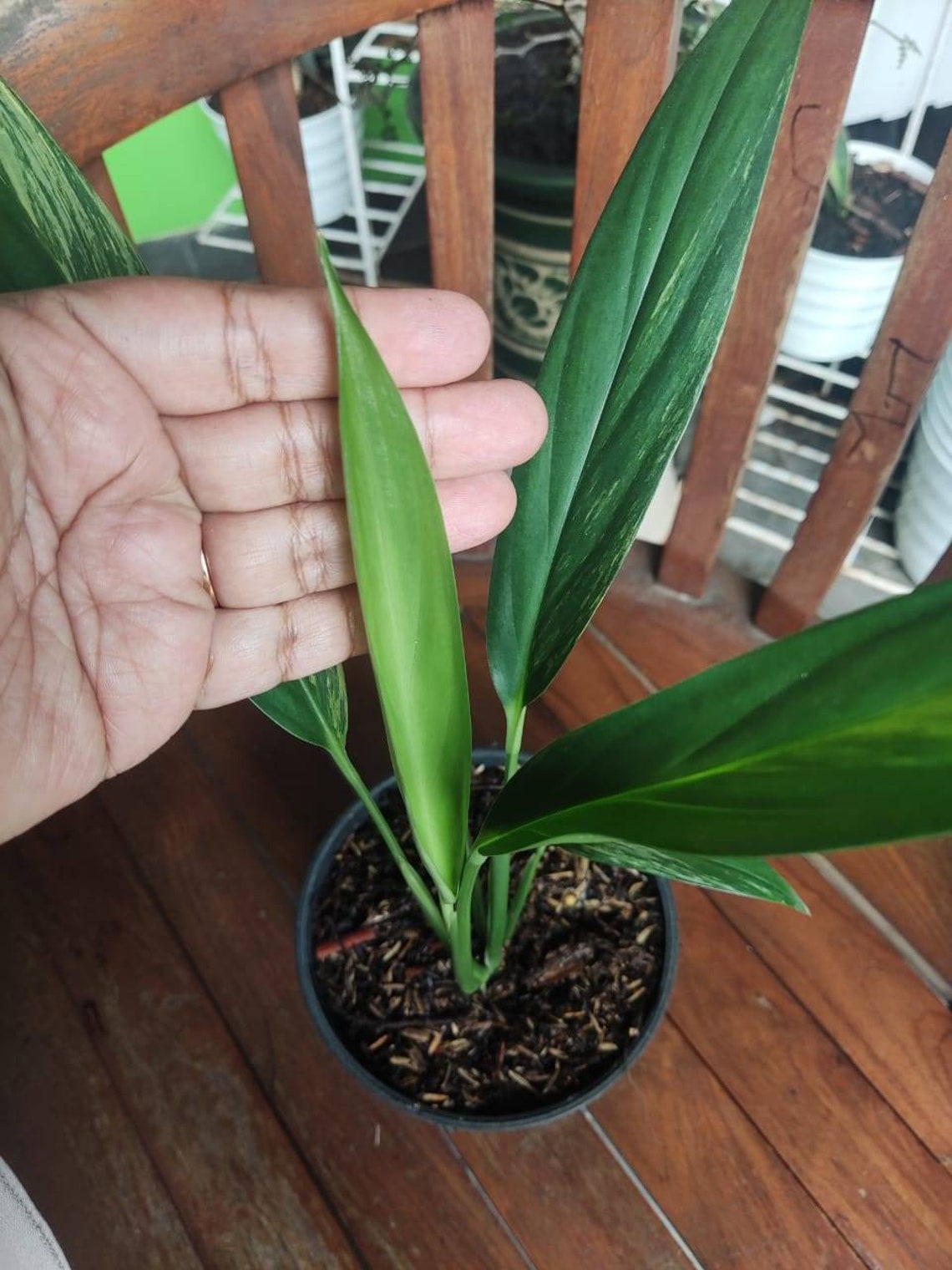 Epipremnum Amplissimum Variegated | Etsy