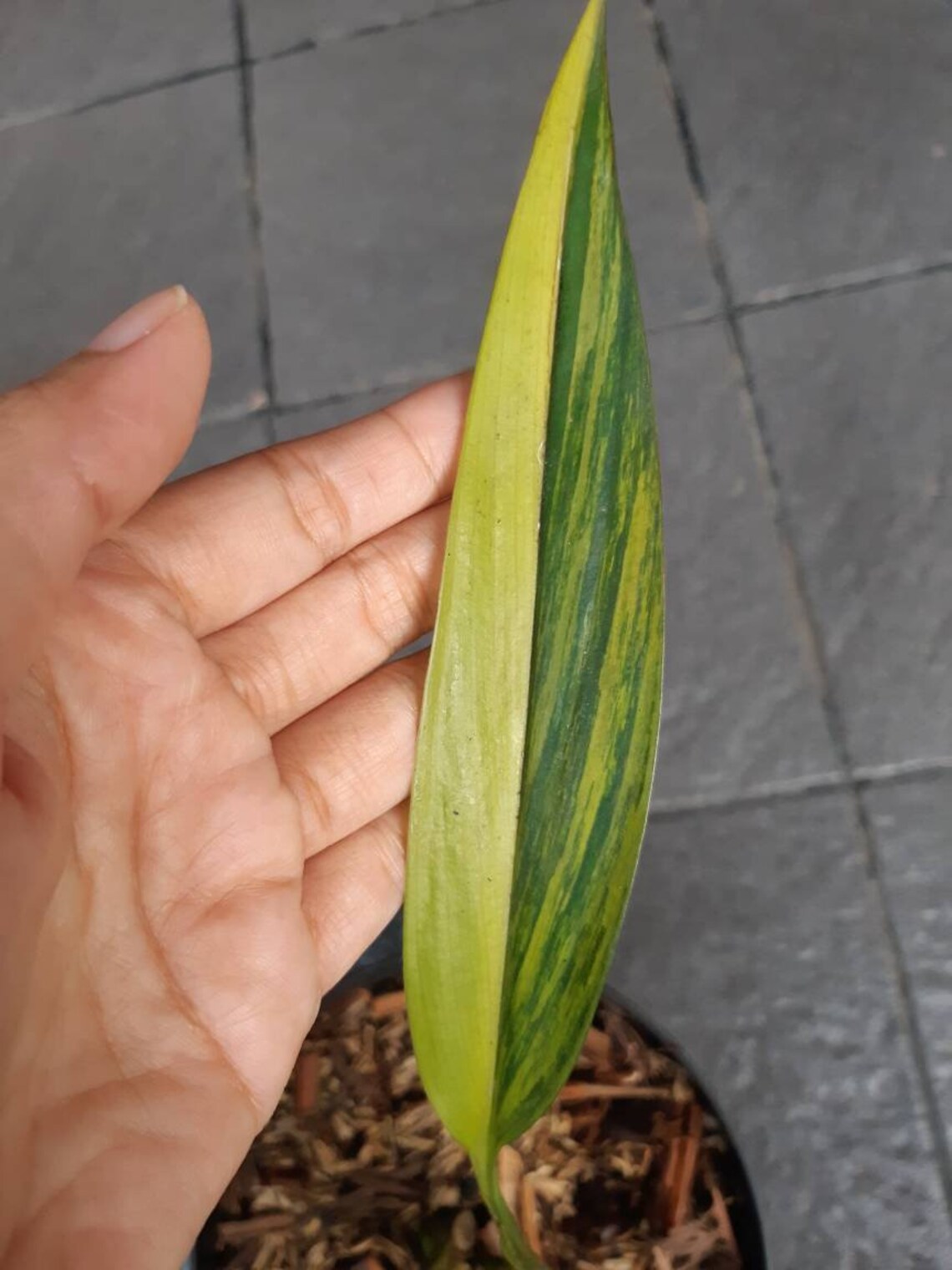 Epipremnum Amplissimum Variegated Super Calidad | Etsy