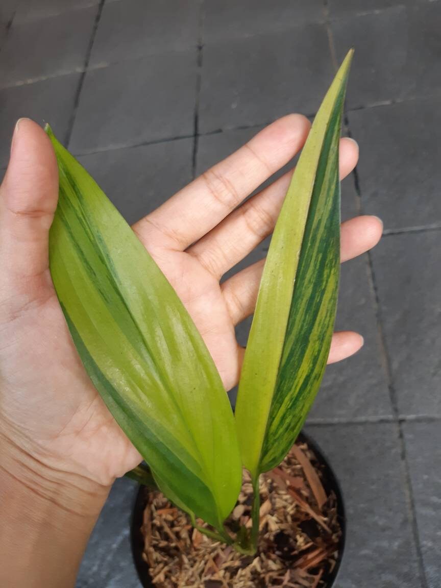 Epipremnum Amplissimum Variegated Super Calidad | Etsy