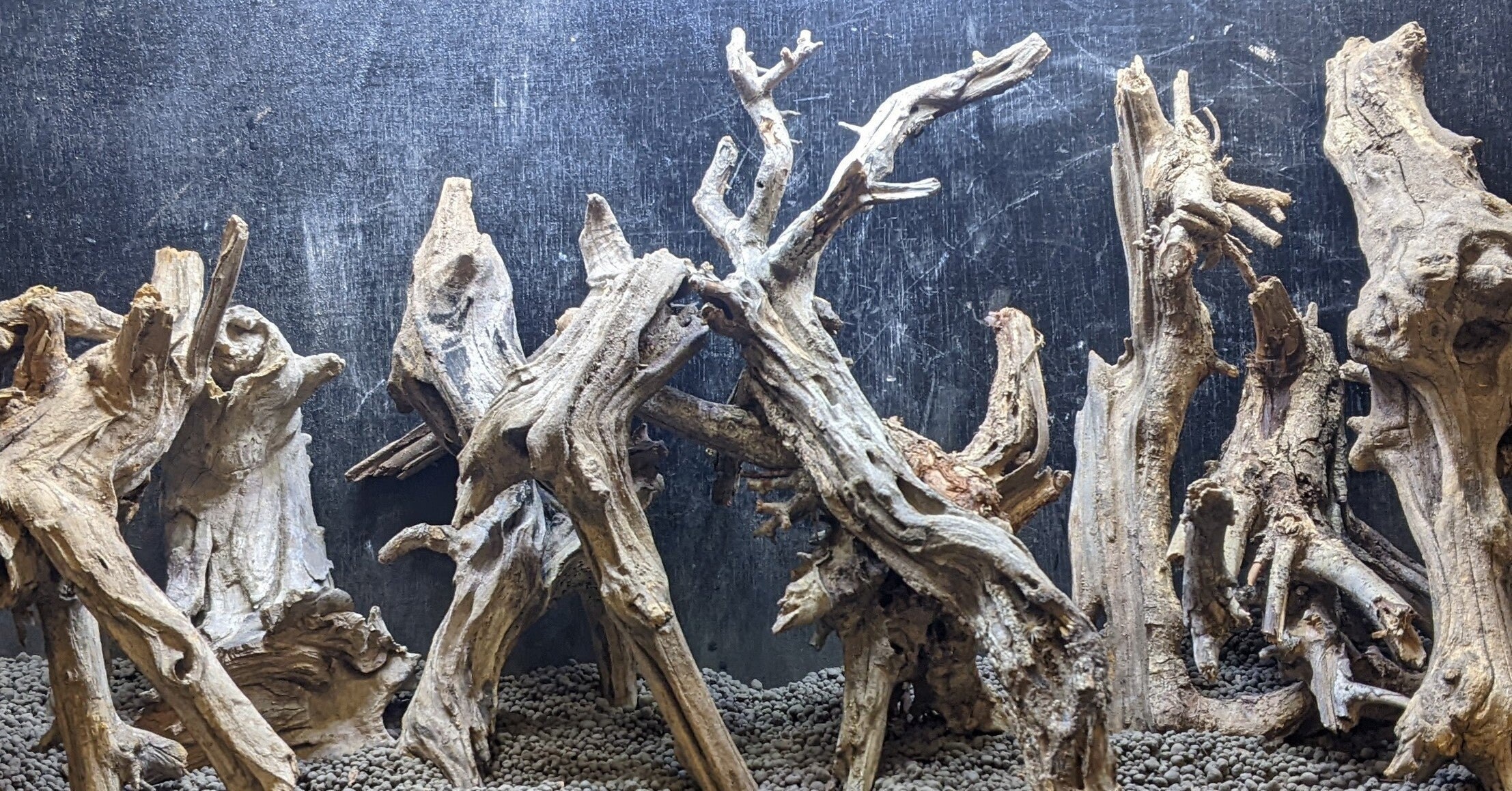 Black Spiderwood  Assorted Bulk – Pet World Lawrence Online