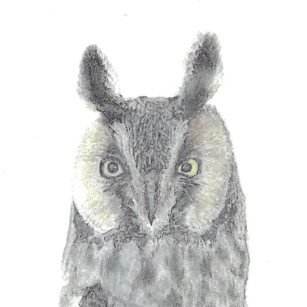 Long-eared owl - Single, Blank Notecard