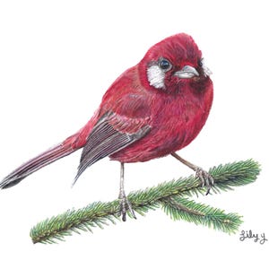 Red Warbler - single, blank notecard