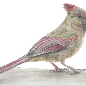 Northern Cardinal Female - single, blank notecard