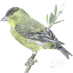 May include: A pencil drawing of a small green and black bird perched on a branch. The bird has a yellow breast and a black head. The drawing is signed "Lily Y. 2018".