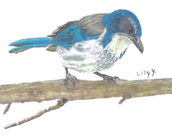 California Scrub-Jay - Single, Blank Notecard